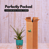 Mikado Snake Plant(Small)- Live Plant (With Self-Watering Pot & Plant)