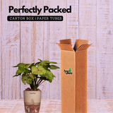 Syngonium Lemon - Live Plant (With Self-Watering Pot & Plant)