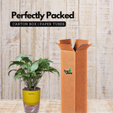 White Syngonium - Live Plant (With Self-Watering Pot & Plant)