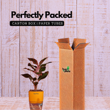 Aglaonema Lipstick - Live Plant (With Self-Watering Pot & Plant)