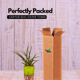 Mikado Snake Plant(Small)- Live Plant (With Self-Watering Pot & Plant)