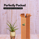 Mikado Snake Plant(Small)- Live Plant (With Self-Watering Pot & Plant)