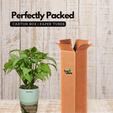 White Syngonium - Live Plant (With Self-Watering Pot & Plant)