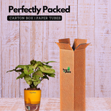 Syngonium Lemon - Live Plant (With Self-Watering Pot & Plant)