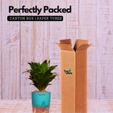 Dracaena Compacta - Live Plant (With Self-Watering Pot & Plant)