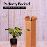 Syngonium Lemon - Live Plant (With Self-Watering Pot & Plant)