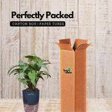 White Syngonium - Live Plant (With Self-Watering Pot & Plant)