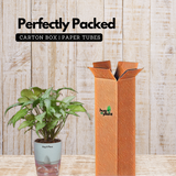 White Syngonium - Live Plant (With Self-Watering Pot & Plant)