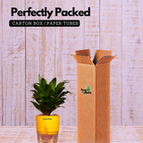 Dracaena Compacta - Live Plant (With Self-Watering Pot & Plant)