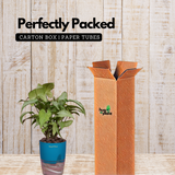 White Syngonium - Live Plant (With Self-Watering Pot & Plant)