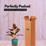 Aglaonema Lipstick - Live Plant (With Self-Watering Pot & Plant)