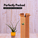 Mikado Snake Plant(Small)- Live Plant (With Self-Watering Pot & Plant)