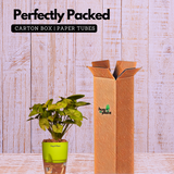 Syngonium Lemon - Live Plant (With Self-Watering Pot & Plant)