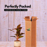 Aglaonema Lipstick - Live Plant (With Self-Watering Pot & Plant)