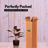 Aglaonema Lipstick - Live Plant (With Self-Watering Pot & Plant)