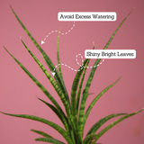 Mikado Snake Plant(Small)- Live Plant (With Self-Watering Pot & Plant)