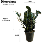 Zamioculcas Raven / Black ZZ Plant (Big) (Zamioculcas zamiifolia) - Live Plant in 8inch Pot For Indoor (Home & Garden)