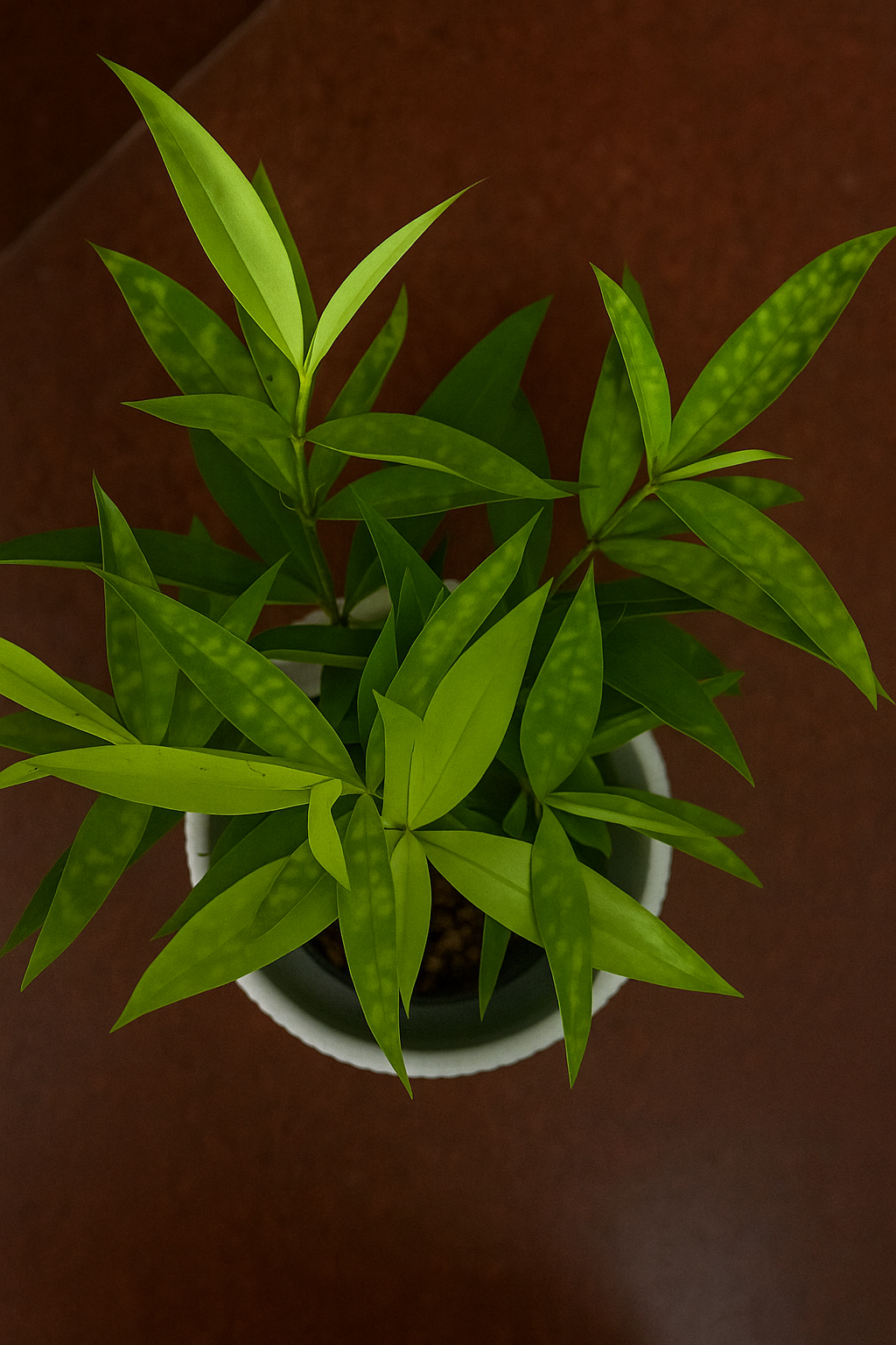 Milky Bamboo in Cute Ceramic Pot – Indoor Air Purifying Lucky Plant for Home & Office Décor