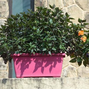 60cm pot plant Hug A Plant