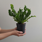 Cobra Fern (Asplenium nidus) | Indoor Air-Purifying Live Plant (Home & Garden)