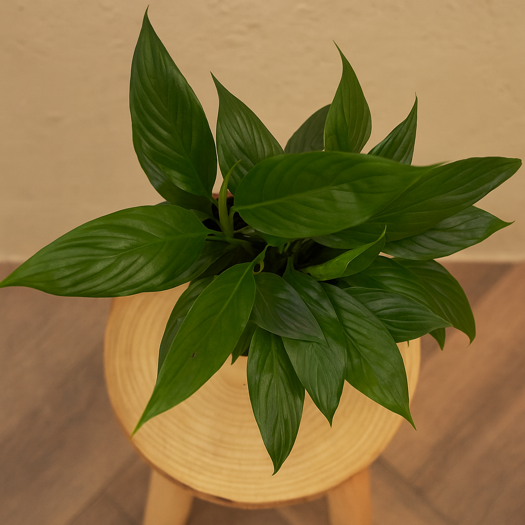 Peace Lily | Indoor Air-Purifying Plant | Flowering Spathiphyllum in 4-Inch Self-Watering Pot | Perfect for Home & Office Décor (Pot Colour May Vary)