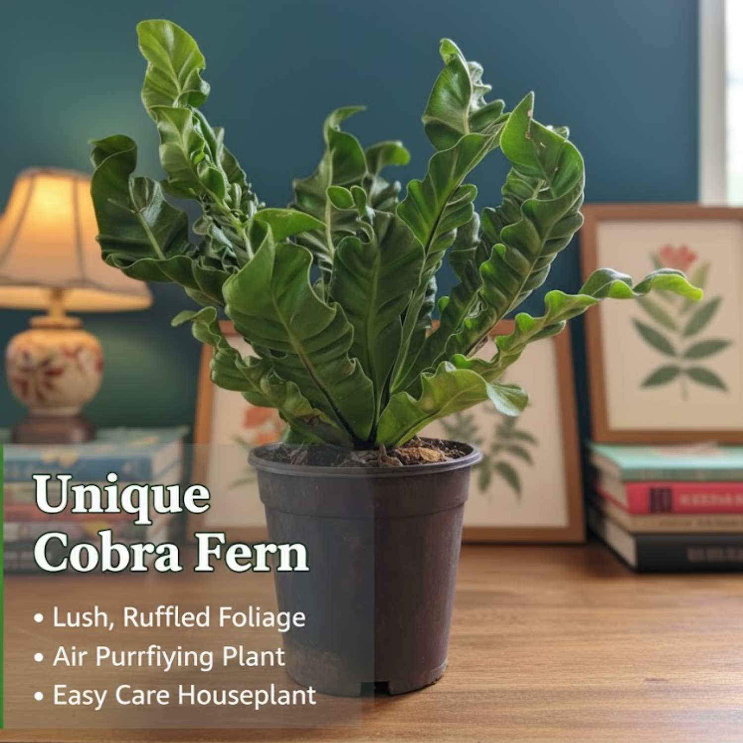 Cobra Fern (Asplenium nidus) | Indoor Air-Purifying Live Plant (Home & Garden)