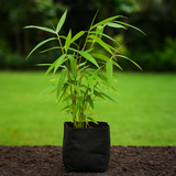 Golden Bamboo (Phyllostachys aurea) Live Plant (Home & Garden)