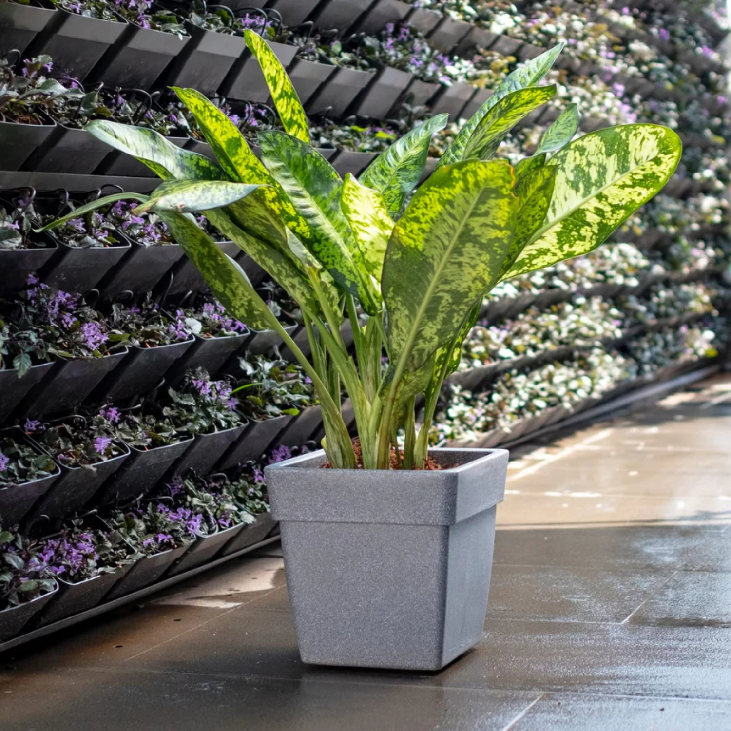 Hug A Plant | Barca Square Rotomolded Plastic for Home & Garden (Midnight Stone Finish, Pack of 1)