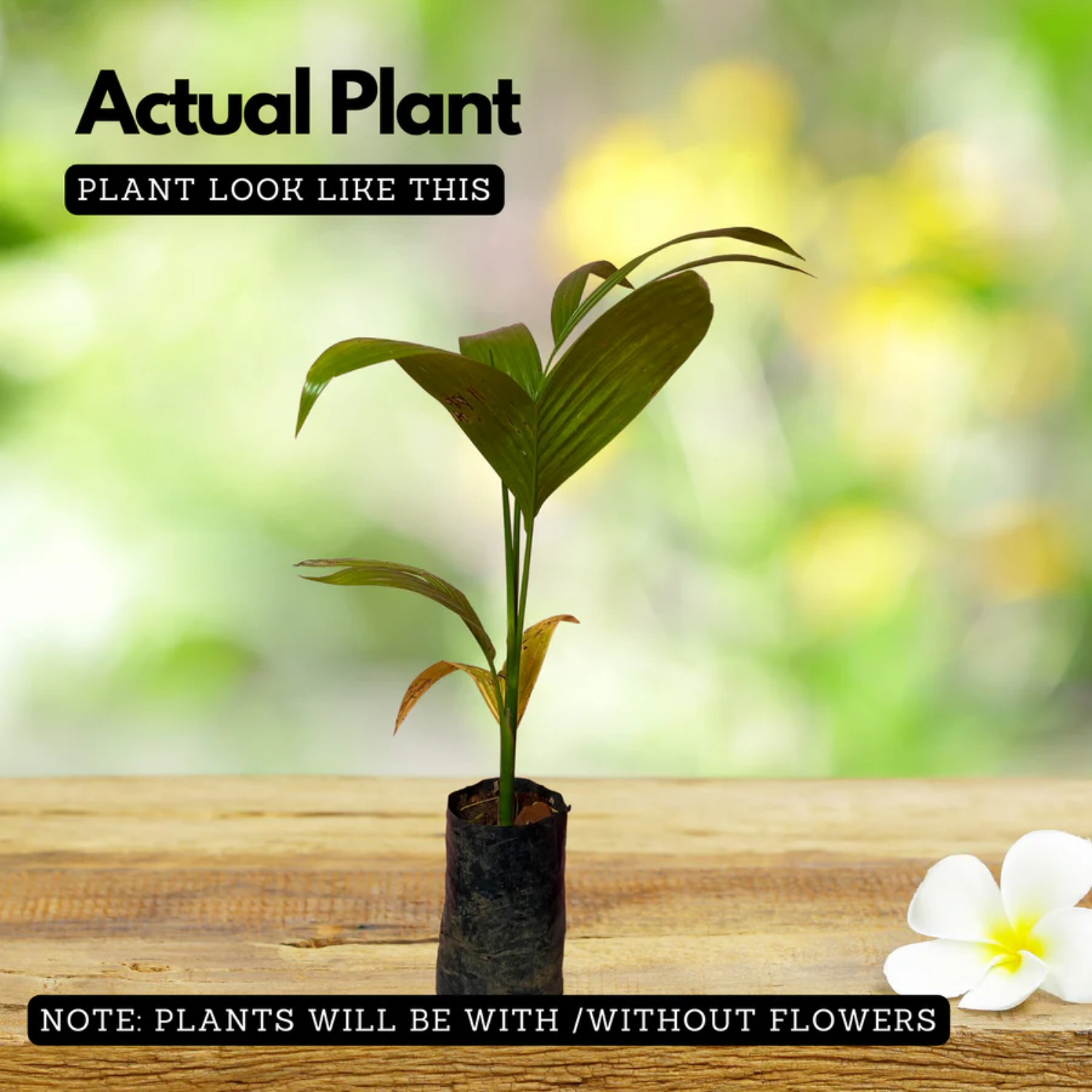 Areaca Nut - Hirehalli dwarf (Areca catechu L)Live Plant (Home & Garden)