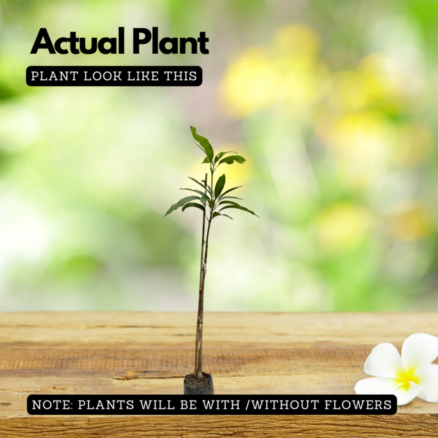 Kesari Mango Grafted Fruit Plant (Home & Garden Plants)