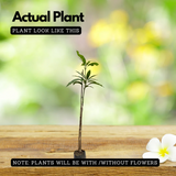 Kesari Mango Grafted Fruit Plant (Home & Garden Plants)