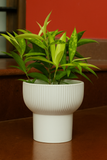 Milky Bamboo in Cute Ceramic Pot – Indoor Air Purifying Lucky Plant for Home & Office Décor