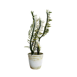 Pedilanthus Nana Variegated / Zig-Zag / Devils Backbone (Tithymaloides Nana) - Live Plant (Home & Garden)
