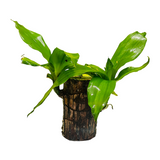 Dracaena Warnecki / Brazilian Lucky Wood Rooted Plant Stem - Live Plant (Home & Garden)