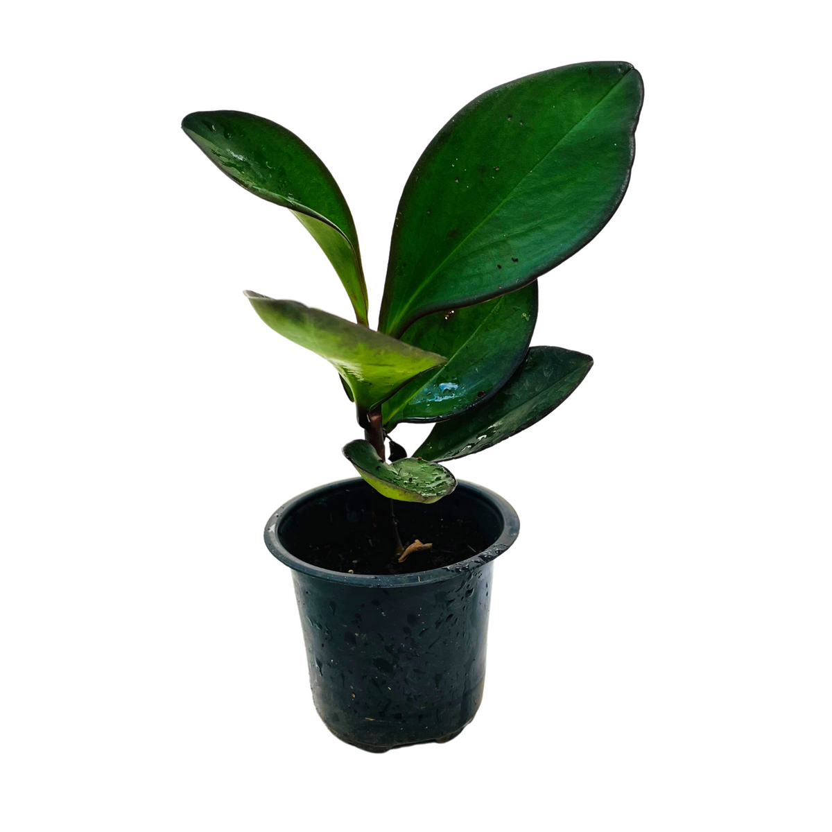 black knight rubber tree Peperomia Black / Black Knight (Peperomia obtusifolia)