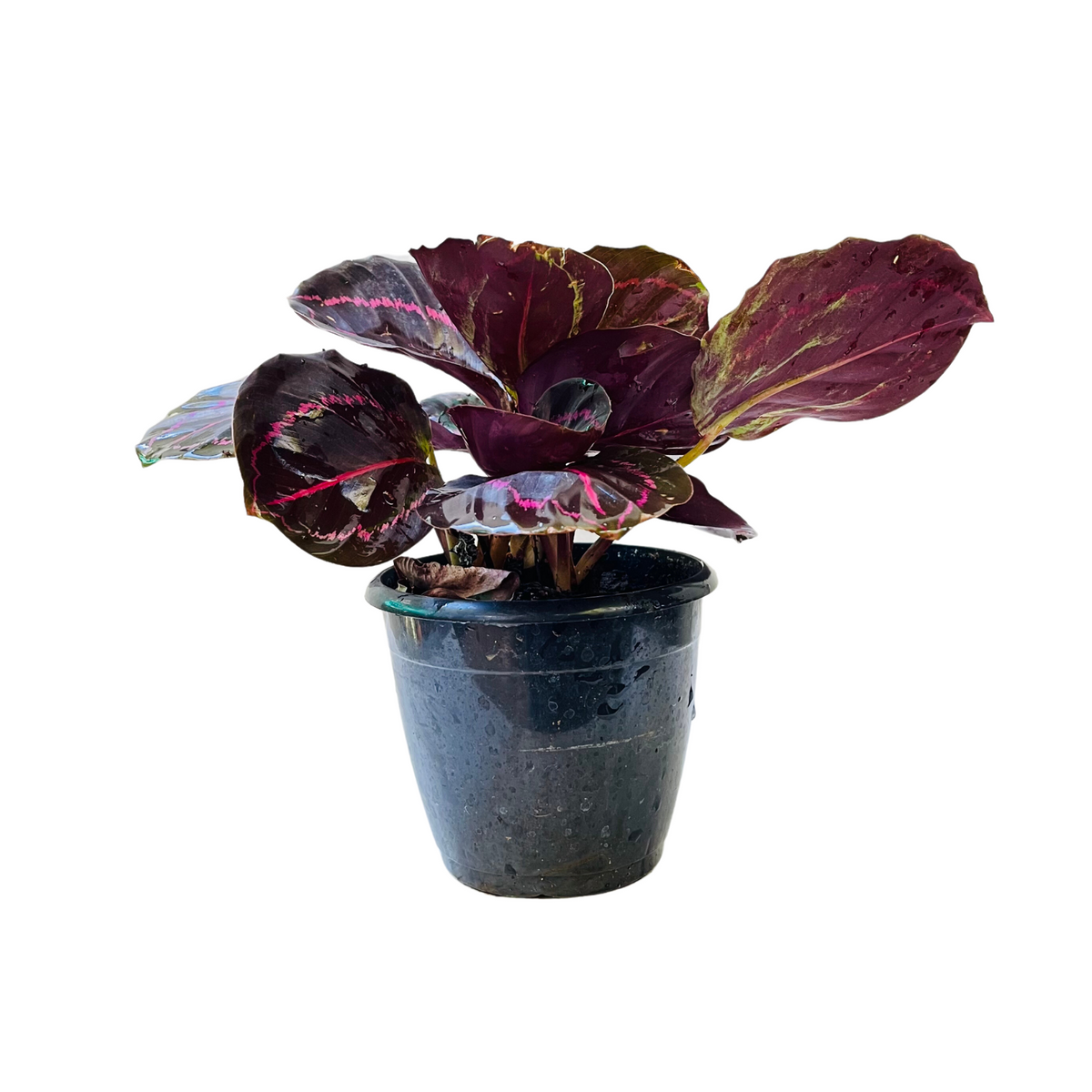 Calathea Roseopicta ƒ??Dottieƒ?? - Live Plant (Home & Garden)