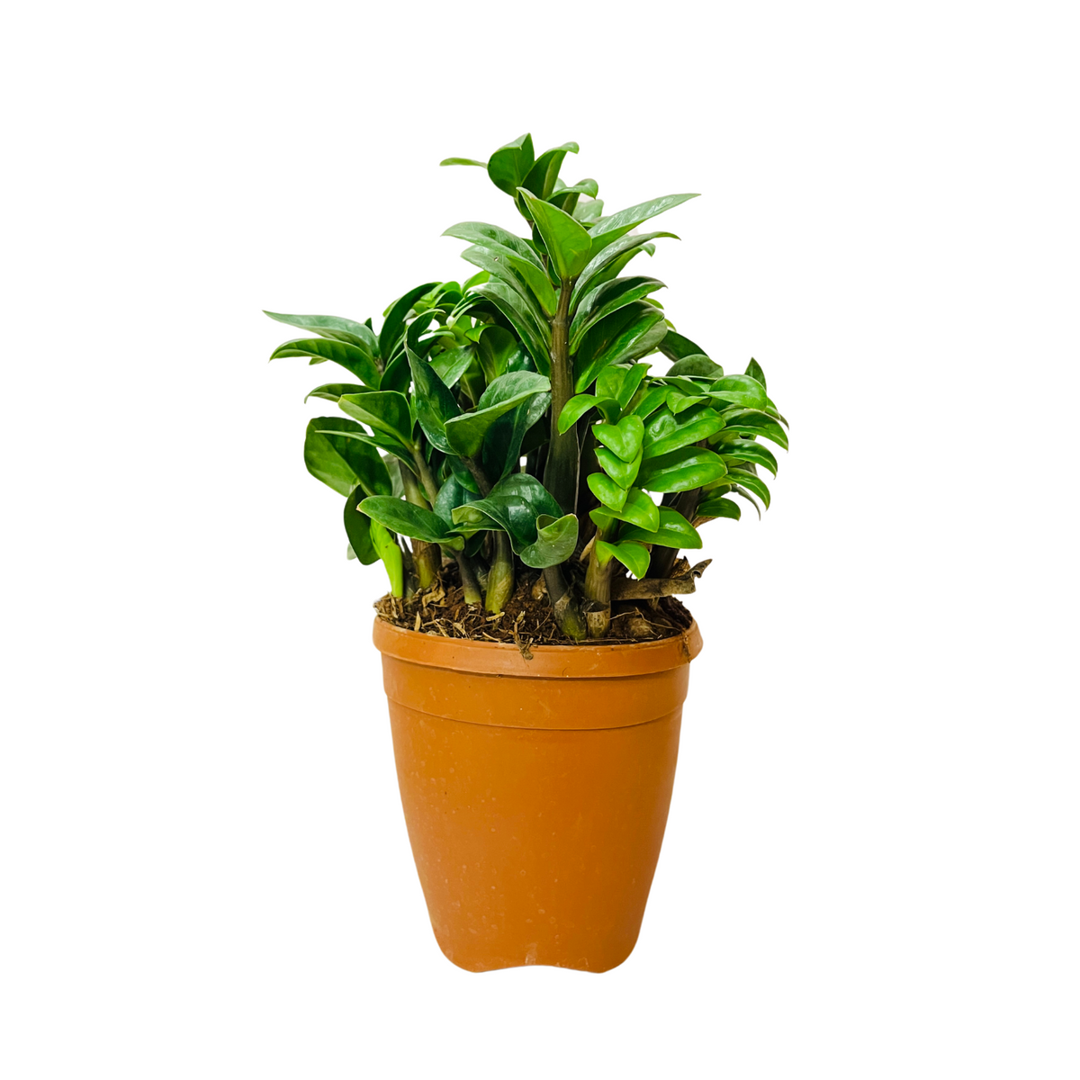 Zamioculcas zamiifolia ƒ??Zenziƒ?? / ZZ Miniature /Dwarf ZZ Plant- Live Plant in 6inch Pot (Home & Garden)