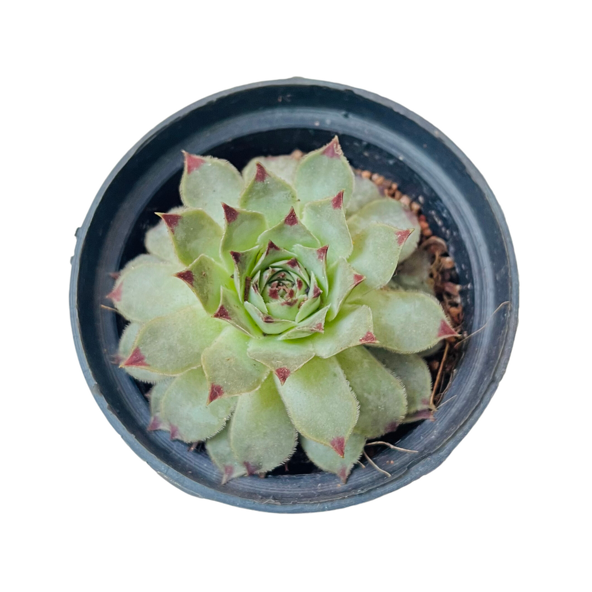 laxmi kamal succulent Red Tip Laxmi Kamal (Lakshmi Kamal)
