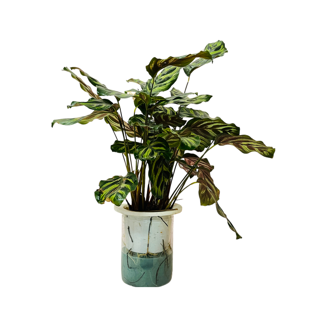 Hydro Calathea / Water Calathea