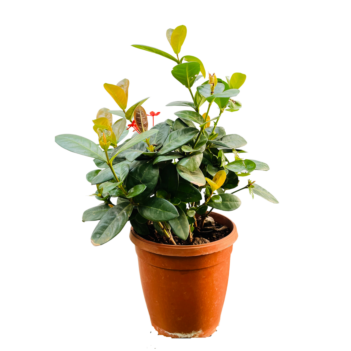 Red Ixora Miniature / Chethi (Ixora coccinea) Flowering/Ornamental Live Plant (Home & Garden)
