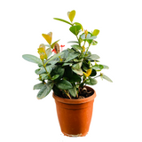 Red Ixora Miniature / Chethi (Ixora coccinea) Flowering/Ornamental Live Plant (Home & Garden)