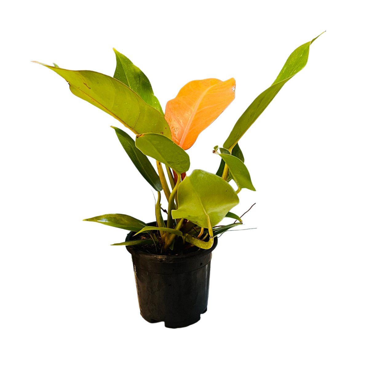 Philodendron "Prince Of Orange" - Live Plant in 5Inch Pot (Home & Graden)