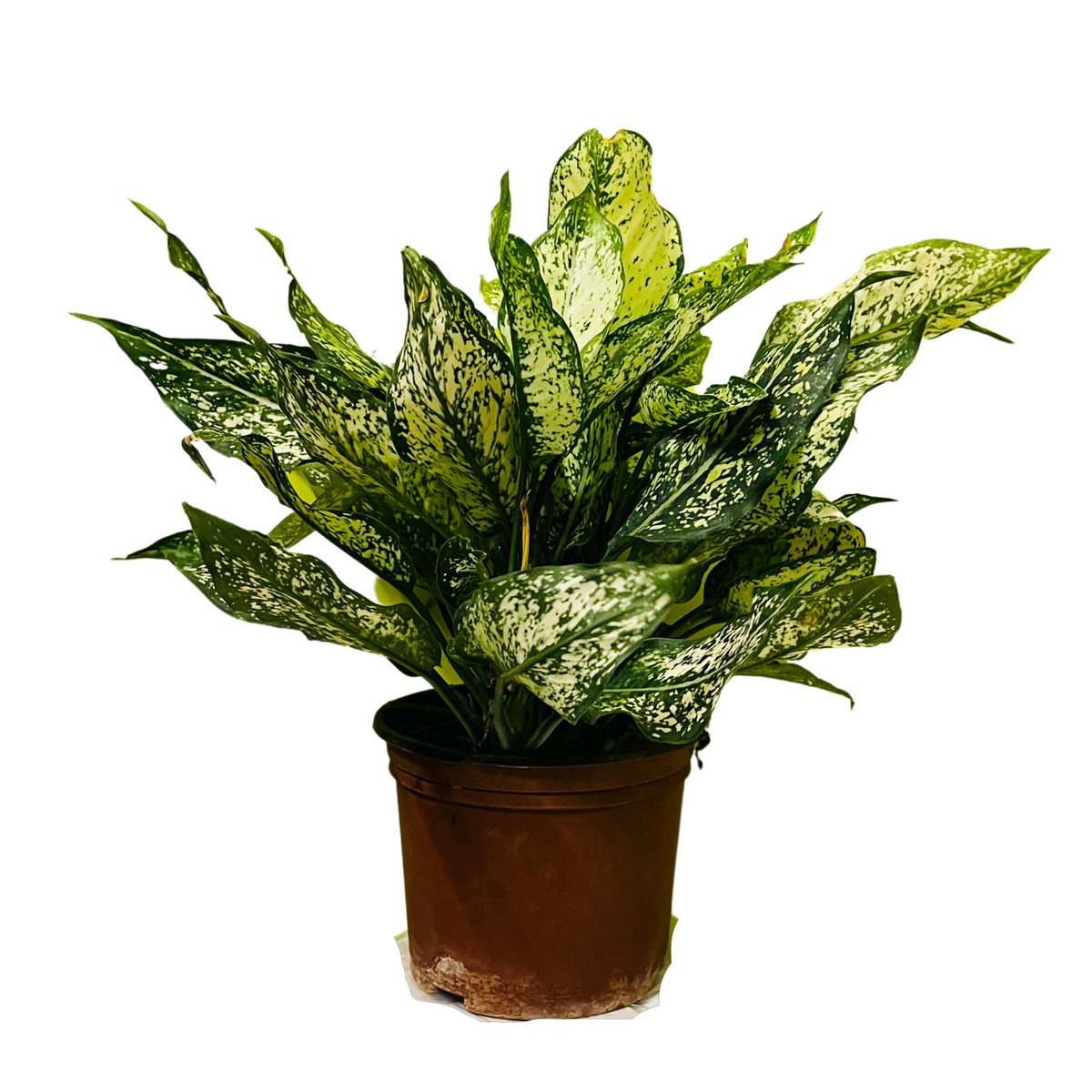 Aglaonema Snow White (Big) (Aglaonema Costatum) - Live Plant  (Home & Garden)