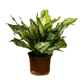 Aglaonema Snow White (Big) (Aglaonema Costatum) - Live Plant  (Home & Garden)