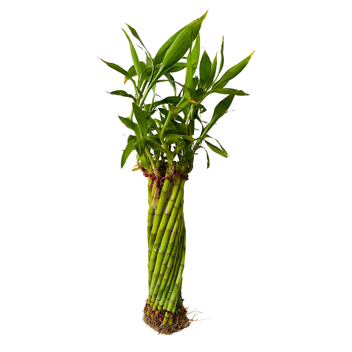 Multi Spiral / Spiral Cage Lucky Bamboo - Live Plant (Home & Garden)