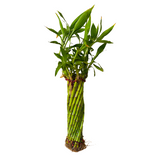 Multi Spiral / Spiral Cage Lucky Bamboo - Live Plant (Home & Garden)