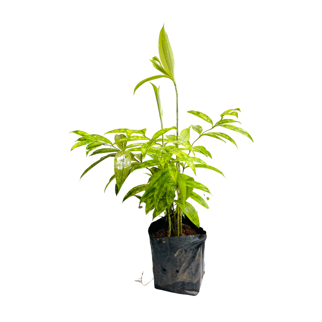 dracaena golden milky Dracaena Golden Milky / Milky Bamboo In Poly Bag (Home & Garden) – Hug A  Plant