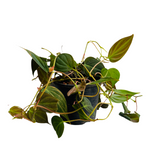 Philodendron Micans Oxycardium Plant in 4 inch Pot