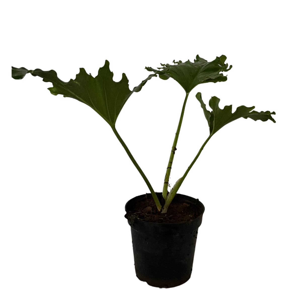 Philodendron Selloum Green - Live  Plant  (Home & Garden)