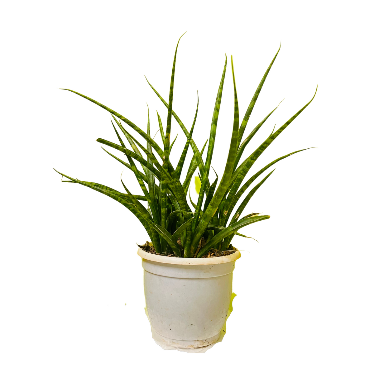 snake plant bacularis Mikado (Sansevieria bacularis)